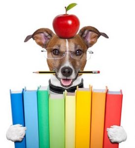 photo of jack russel terrier wearing glasses, with an apple on his head and a pencil in his mouth holding 8 brightly colored books between his paws