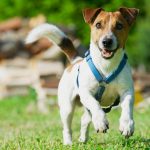 Terrier dog wearing a harness running through the grass.