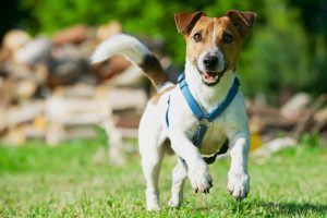 Terrier dog wearing a harness running through the grass. 