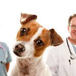 photo of jack russel terrier puppy in foreground with vet and vet tech in backgroud with vet giving the OK sign with his hand