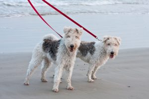 Two terrier dog on red leashes on a sandy beach.