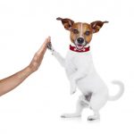 Jack Russel Terrier puppy giving high five to human hand