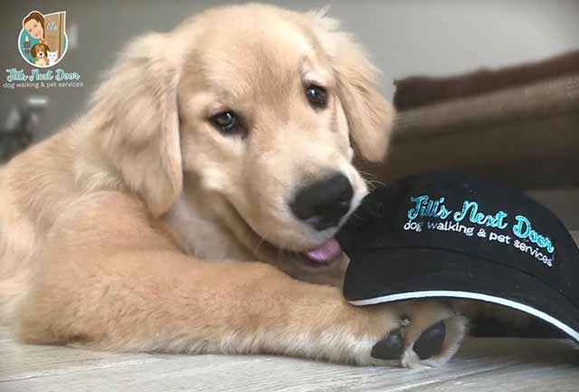 Picture of puppy chewing on hat