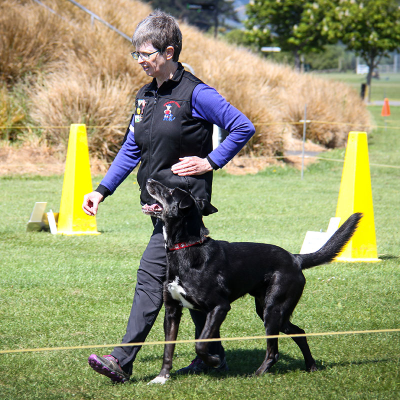 Online course: The best dog training classes in town—yours! – dogbiz