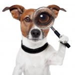 Jack Russell Terrier holding magnifying glass up to his eye