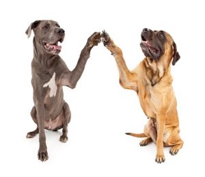 Two large dogs sitting side by side and giving a high five with their paws. 