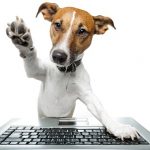 Jack Russell terrier dog using a computer and typing on a keyboard.