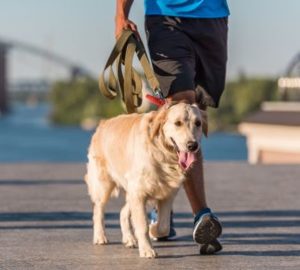 Man walking a golden retriever dog on leash.