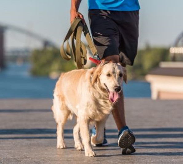 Man walking a golden retriever dog on leash.