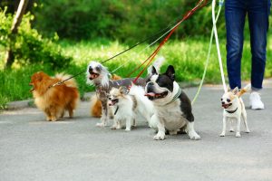 Person walking a group of six small dogs on leashes.