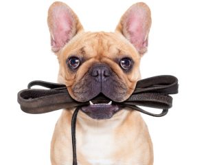 French bulldog holding a leash in his mouth.