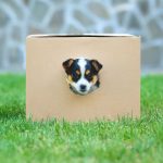 Cute puppy sticking his head through a hole in a cardboard box.