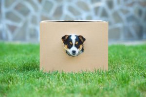 Cute puppy sticking his head through a hole in a cardboard box.