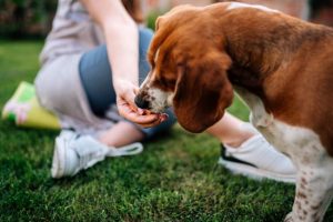 Woman sitting on the grass handing a dog a treat