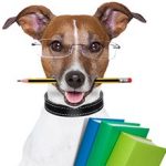 Jack Russell terrier dog wearing glasses, holding books, and with a pencil in his mouth.