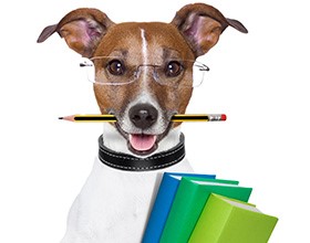 Jack Russell terrier dog wearing glasses, holding books, and with a pencil in his mouth.