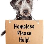 Mutt holding a sign that reads "Homeless Please Help"