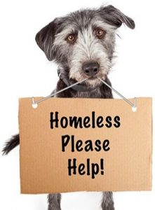 Mutt holding a sign that reads "Homeless Please Help"