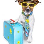 Picture of Jack Russel Terrier wearing a bright tie, sunglasses, and a straw hat standing next to a bright suitcase.