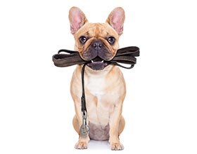 French Bulldog sitting and holding his leash in his mouth.