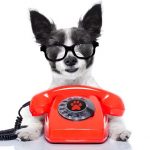 black terrier dog with glasses with a red retro dial telephone