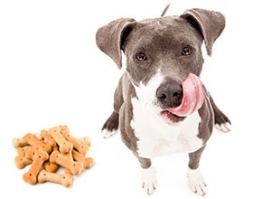 Dog licking his lips while sitting next to a pile of dog cookies.
