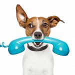 photo of jack russel terrier with blue phone in his mouth