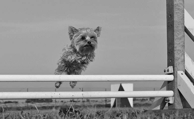 Small dog leaping over a hurdle