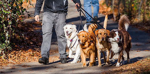 Photo of dog walker with four dogs on leash in a park