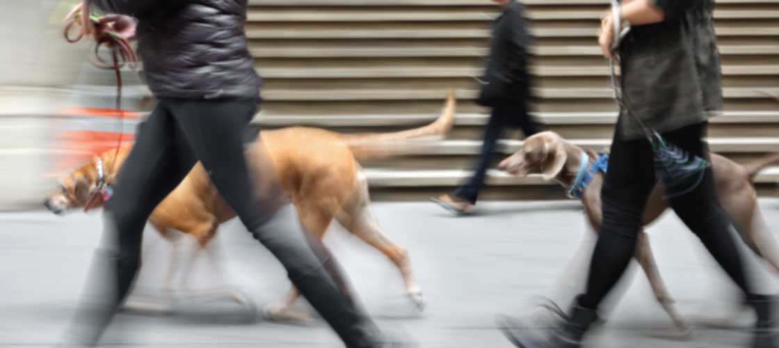 Photo of two people walking two dogs