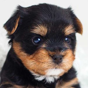 cute-puppy-three