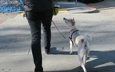 Picture of dog walker crossing street
