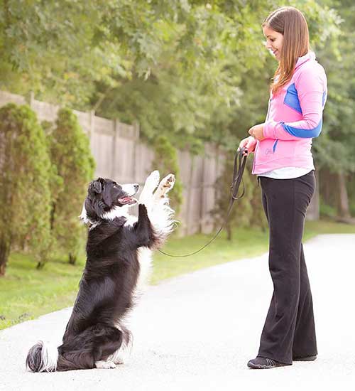 Photo of woman training dog outdoors